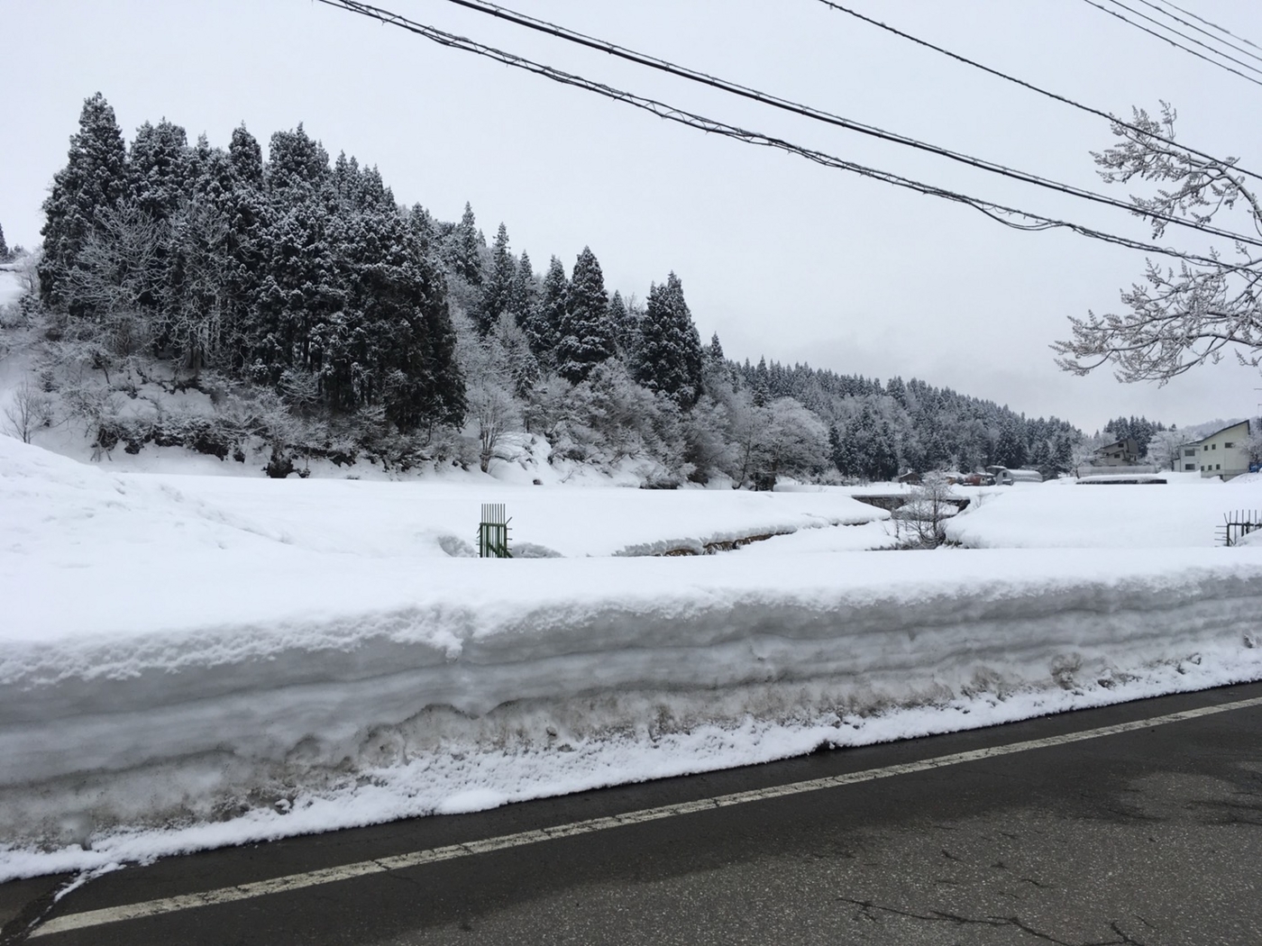 魚沼の冬と東京の雪 魚野地の四季