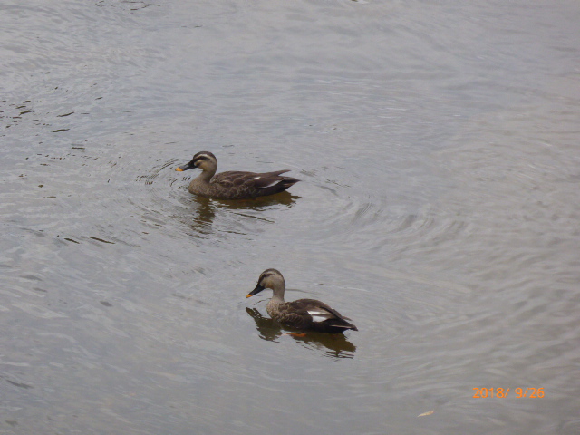 f:id:hana08090507:20210613224512j:plain