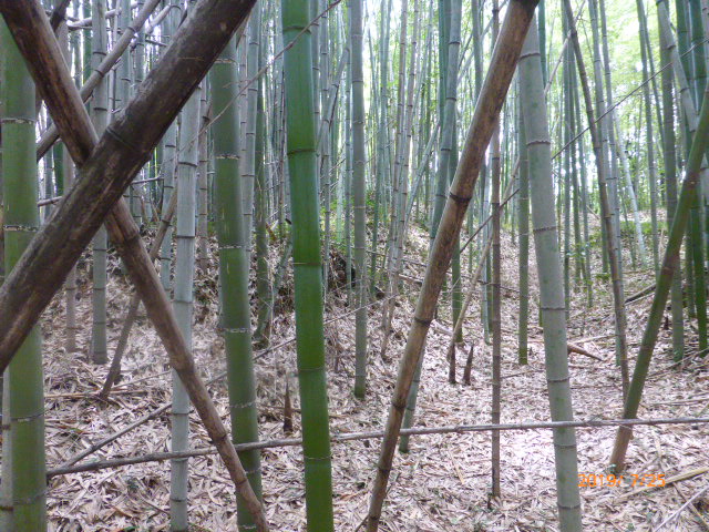 f:id:hana08090507:20211214201433j:plain