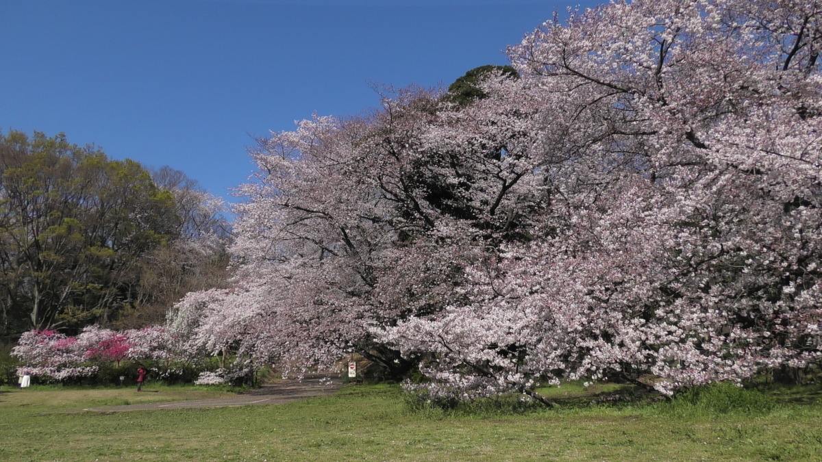 f:id:hana22-mich01:20190403072205j:plain