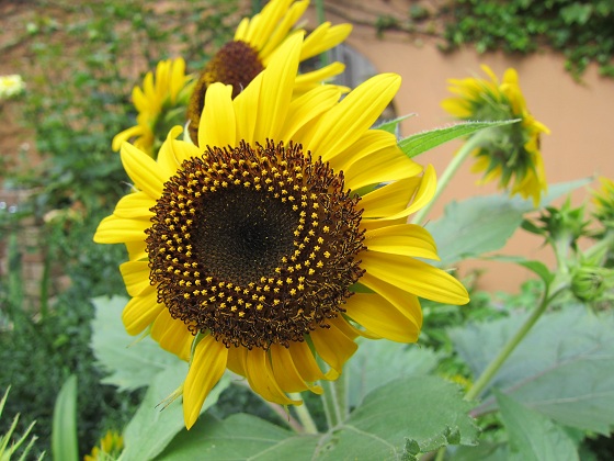 枝咲き向日葵 - ふらここの花畑