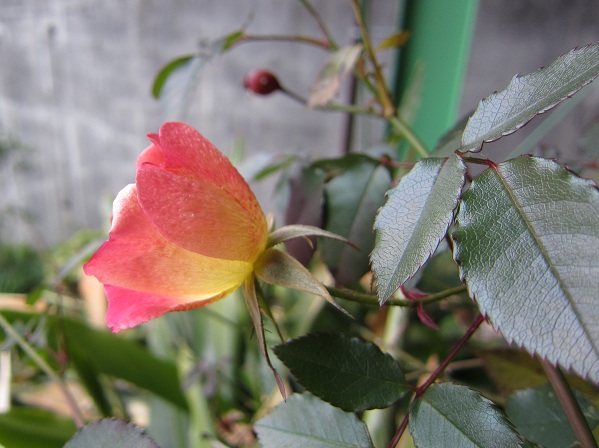 f:id:hana2699:20130115232113j:image