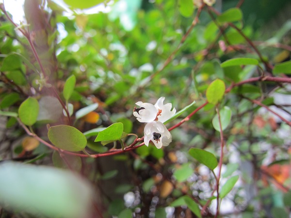 ワイヤープランツの実 ふらここの花畑