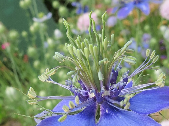 ニゲラ ふらここの花畑 ニゲラ ふらここの花畑