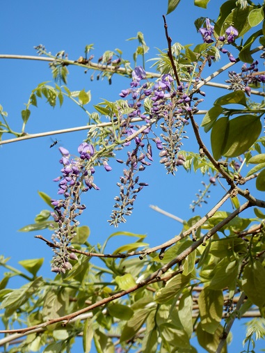 フウランとカヤランを柿の樹へ - ふらここの花畑