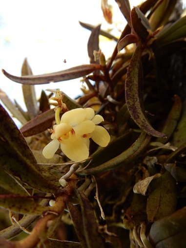 フウランとカヤランを柿の樹へ - ふらここの花畑