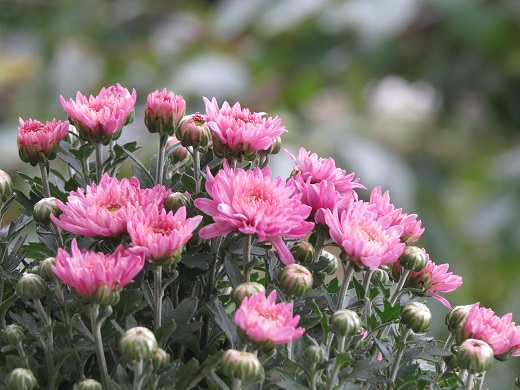 ボサギク って 何 ふらここの花畑