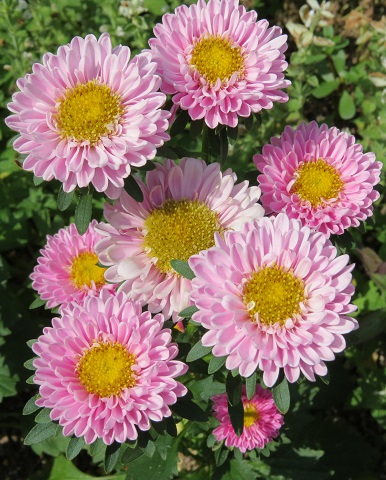アスター ふらここの花畑