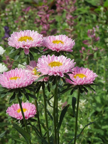 アスター ふらここの花畑