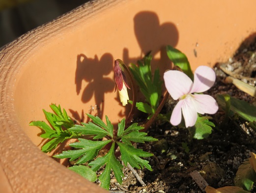 ピンクのスミレ ふらここの花畑 ピンクのスミレ ふらここの花畑
