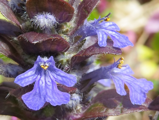 カキドオシと 似た花たち ふらここの花畑