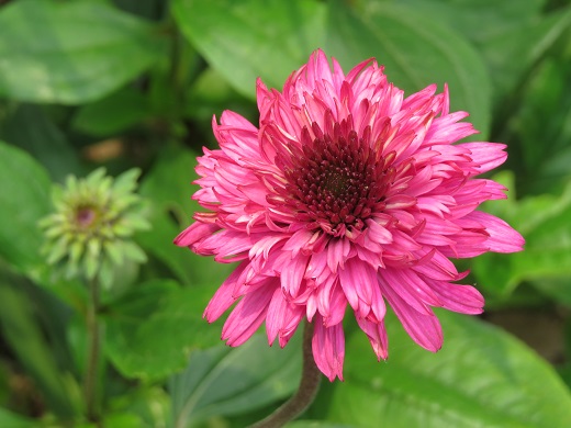ブラックべリートラッフル ふらここの花畑