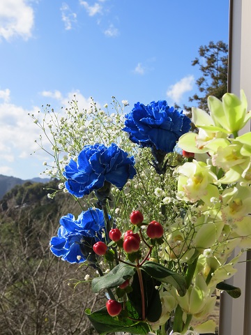 二週間経った青いカーネーション - ふらここの花畑