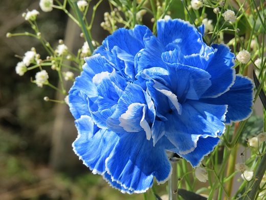 二週間経った青いカーネーション - ふらここの花畑