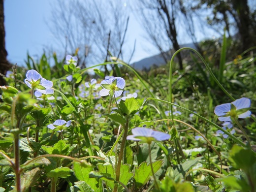 オオイヌノフグリ ふらここの花畑