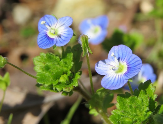 オオイヌノフグリ ふらここの花畑