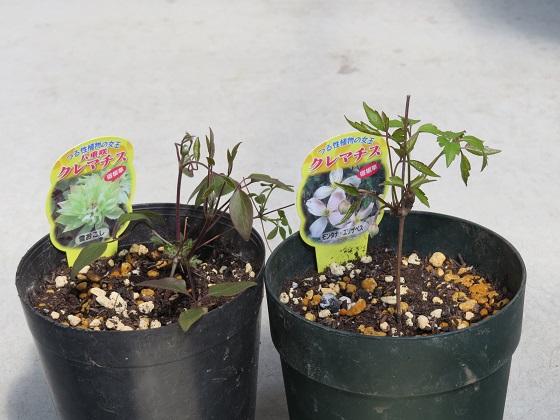 クレマチス 国華園でもらった花その３ ふらここの花畑