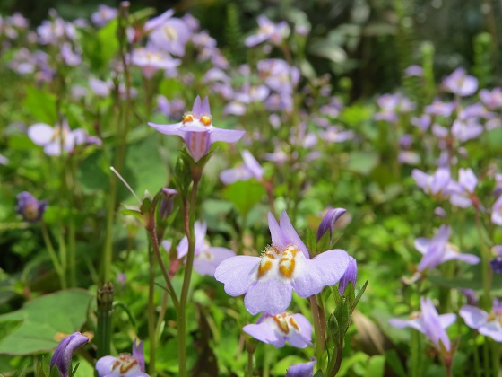 ムラサキサギゴケと良く似た花たち ふらここの花畑