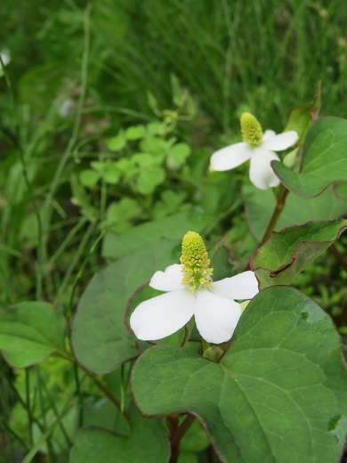 ドクダミ ふらここの花畑
