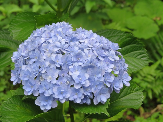 紫陽花 ふらここの花畑