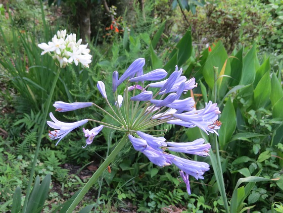 アガパンサス ふらここの花畑