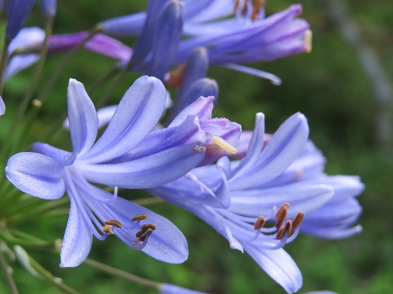アガパンサス ふらここの花畑