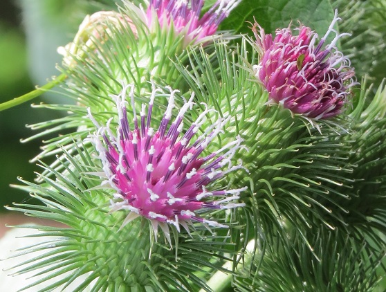 牛蒡の花 ふらここの花畑