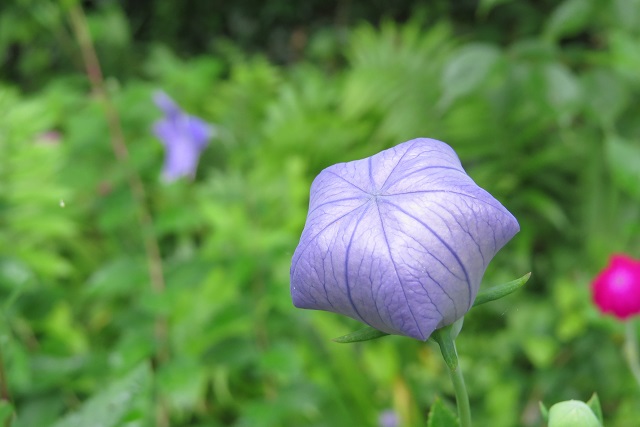 桔梗ページ 桔梗〈白地〉 – nugooNEXT