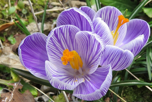 クロッカス ふらここの花畑
