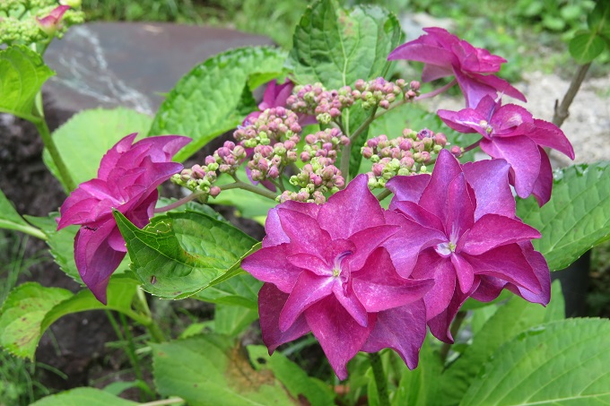 火の鳥 - ふらここの花畑