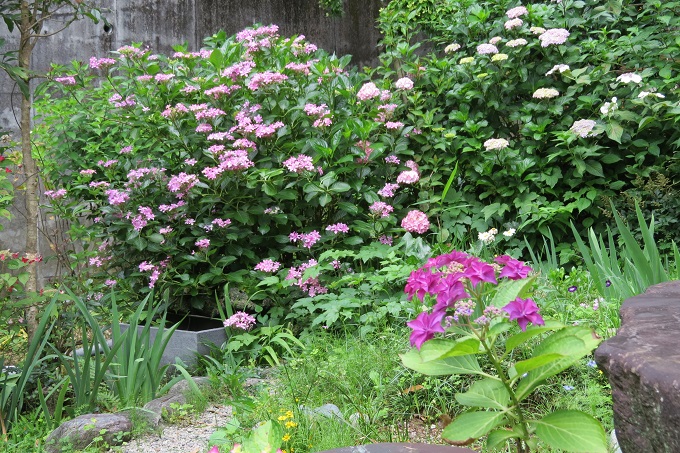 火の鳥 - ふらここの花畑