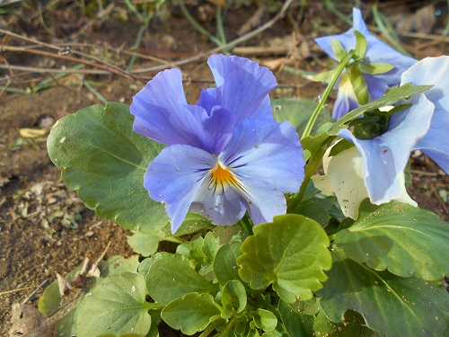 青いパンジー 花の日記