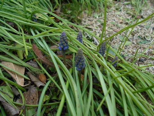 今朝の庭 ムスカリ ゼラニウム 抜いたミチタネツケバナ 花の日記