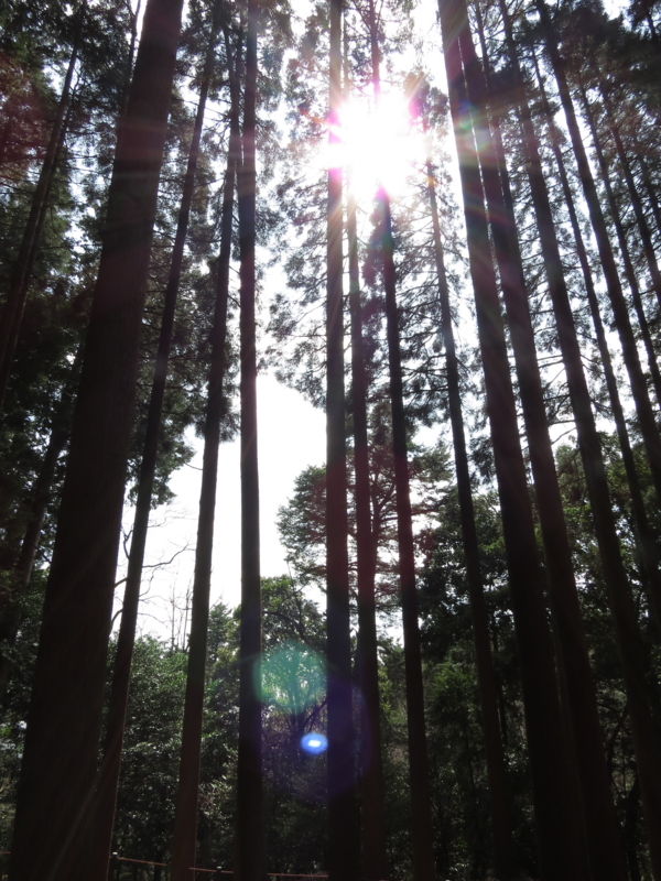 f:id:hana7_1111:20180314230328j:plain