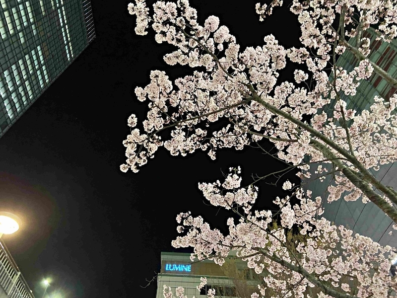 f:id:hana7_1111:20200322231310j:plain