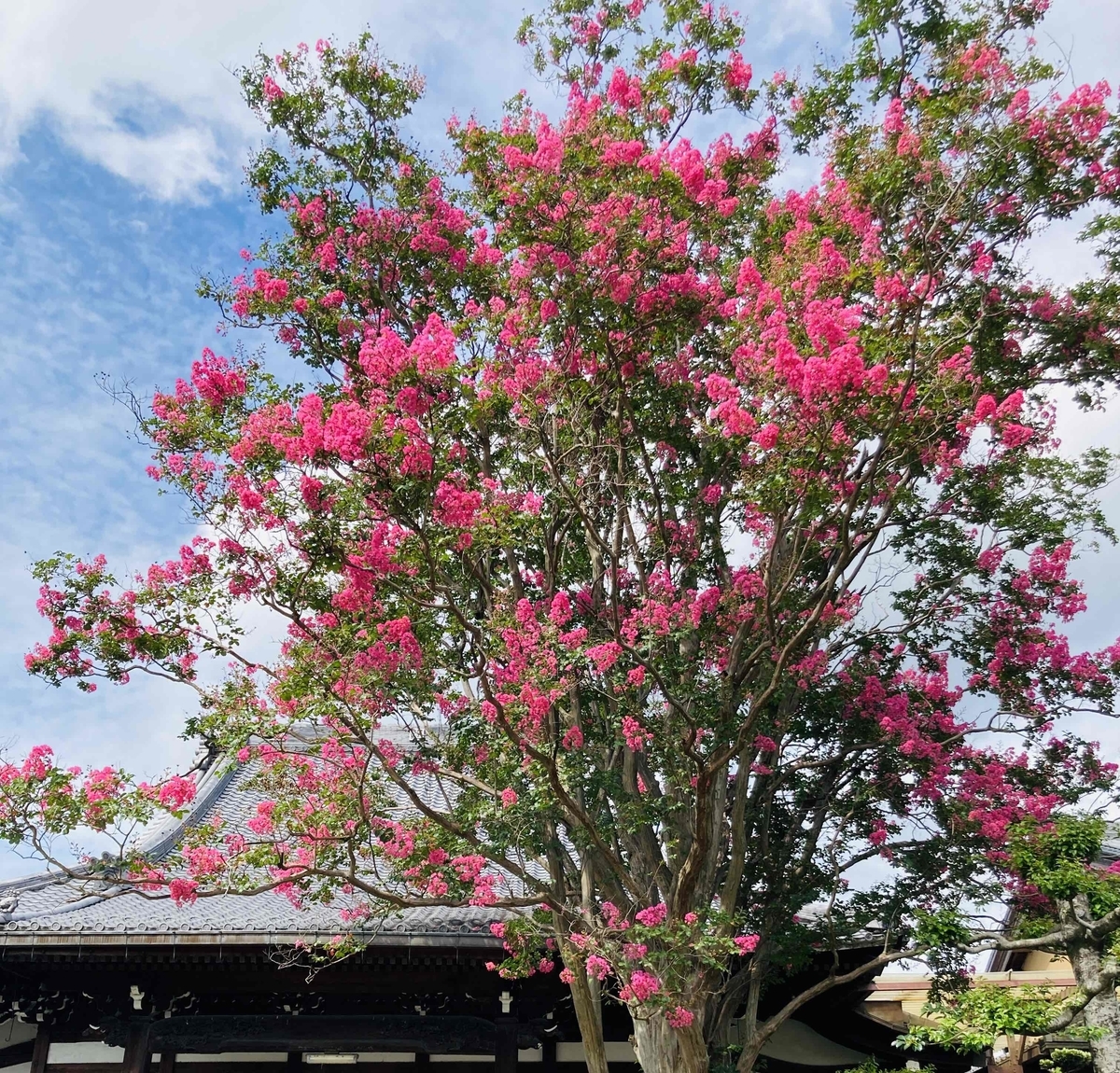 ピンクの花を咲かせるサルスベリ（百日紅）の花 - やさしい日