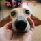 11月1日は犬の日だから犬画像111枚貼るよ