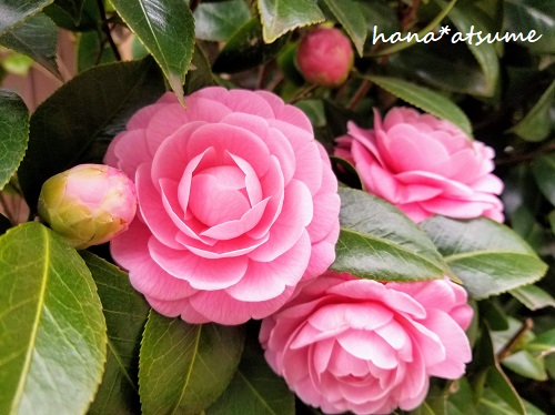 乙女椿 接写 写真 図鑑 花集め 花探し