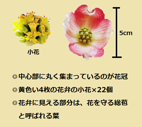 f:id:hana_atsume:20200425150134p:plain f:id:hana_atsume:20200425150134p:plain