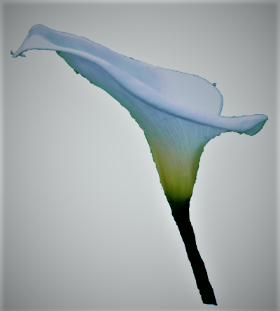 カラー オランダカイウ 写真 図鑑 - 花集め＊花探し
