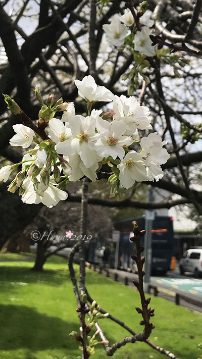 f:id:hana_b03A2019:20191006225855j:plain