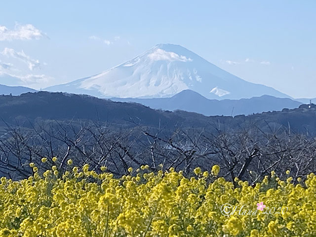 f:id:hana_b03A2019:20200213095552j:plain
