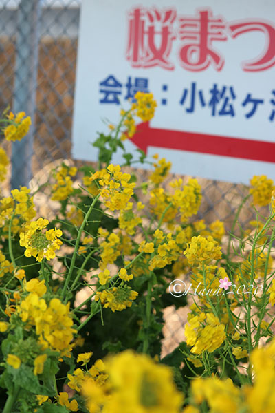 f:id:hana_b03A2019:20200217233046j:plain