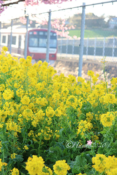 f:id:hana_b03A2019:20200217233052j:plain