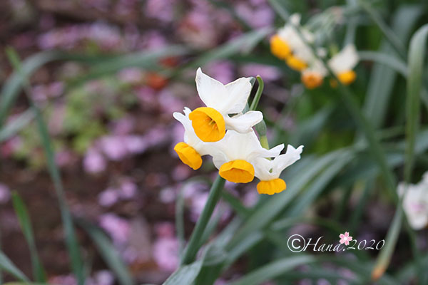 f:id:hana_b03A2019:20200217233109j:plain
