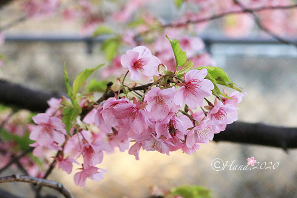 f:id:hana_b03A2019:20200217233115j:plain