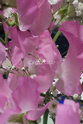 f:id:hana_b03A2019:20200302045848j:plain