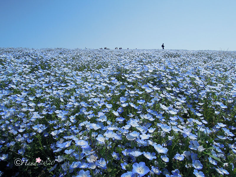 f:id:hana_b03A2019:20200419145231j:plain f:id:hana_b03A2019:20200419145231j:plain