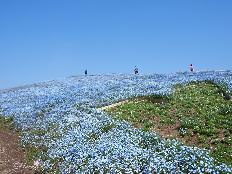 f:id:hana_b03A2019:20200419145252j:plain f:id:hana_b03A2019:20200419145252j:plain