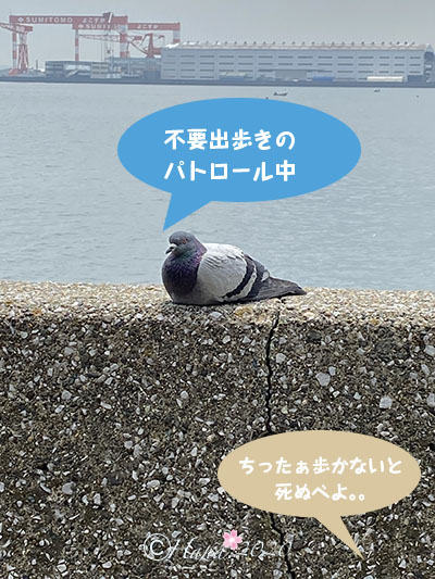 f:id:hana_b03A2019:20200422013611j:plain